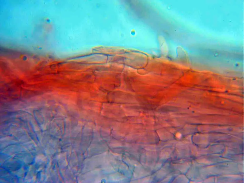 Microscopía de Pleurotus pulmonarius - 10 - Suprapellis con alguna fíbula